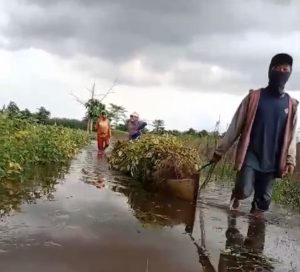 Dinas Pertanian Sultra ‘Tak Peduli Petani’ Konawe Selatan, Ratusan Hektar Jagung dan Kedelai Hingga Padi Tenggelam